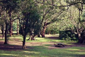 Parque Ibirapuera. Foto de Priscila Rodrigues