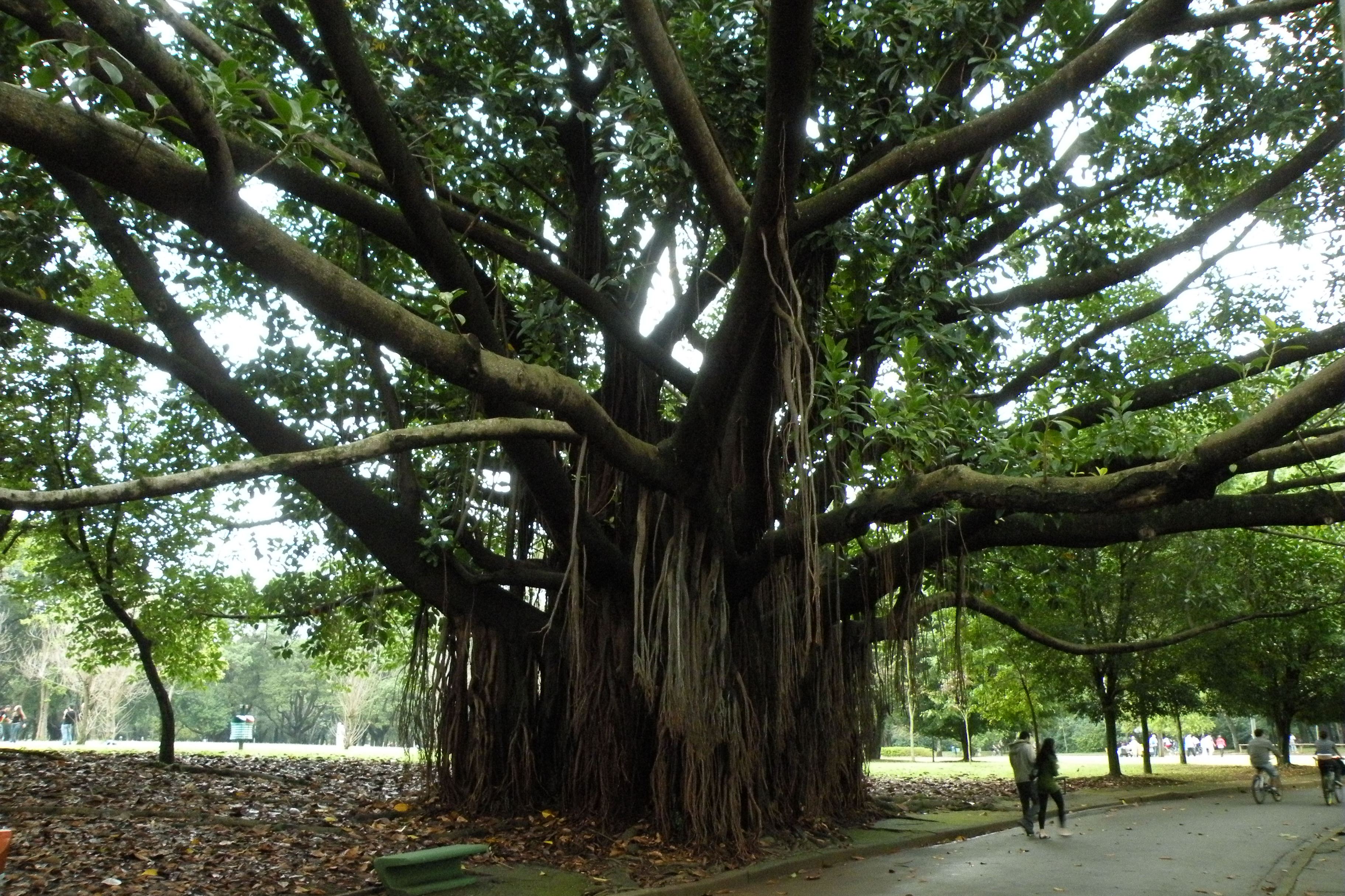 VIVA A MATA, promovido pela SOS Mata Atlântica, Parque do Ibirapuera, São  Paulo, 20-22 maio